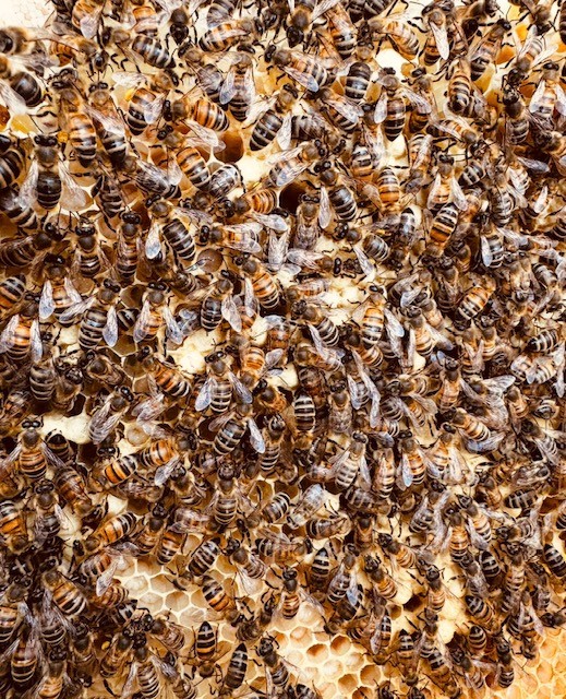 Park Community School Farm - View 3