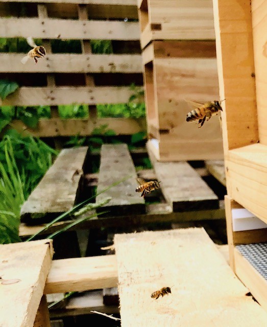 Park Community School Farm - View 4